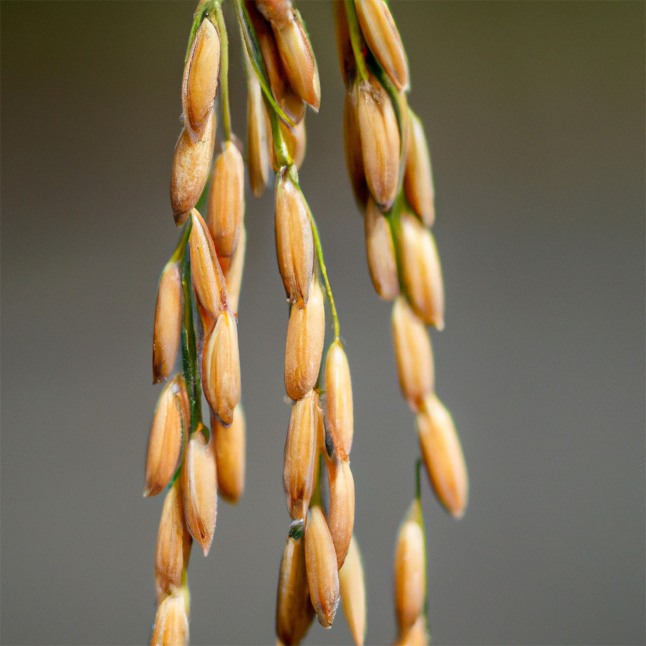 Jeju Oryza Sativa (Rice) Extract G-MIJ (H) image 1